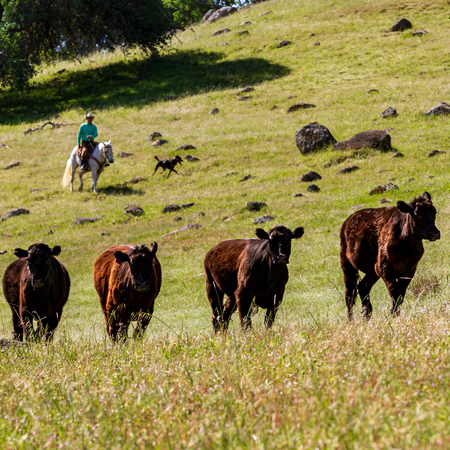 Regenerative 101   Applegate Natural And Organic Meat